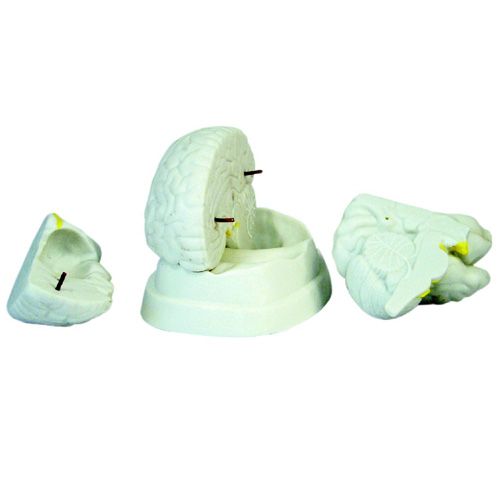 3파트뇌해부모형 XC-304