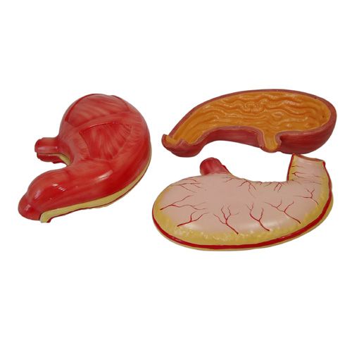 2배큰위모형 XC-306