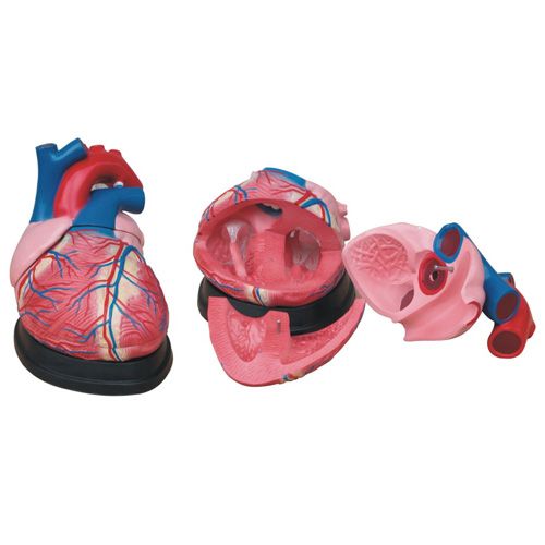 4배큰3파트심장모형 XC-307