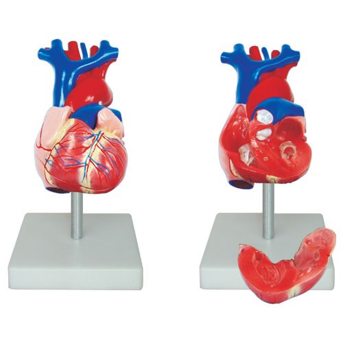 표준형심장모형 XC-307A
