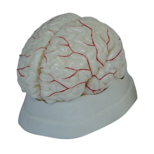 3파트뇌해부모형 XC-308