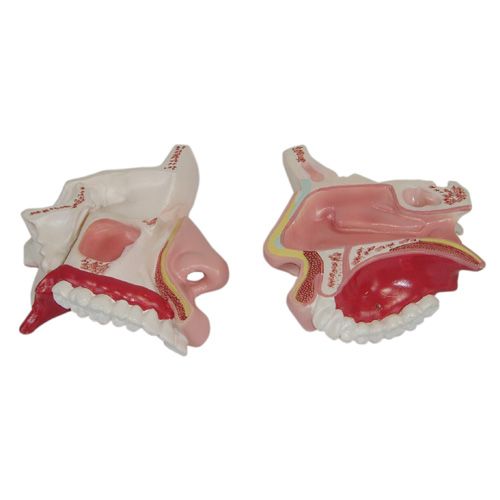 코단면모형 XC-309