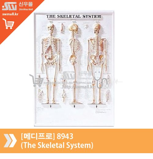 [메디프로]8943(The Skeletal System)