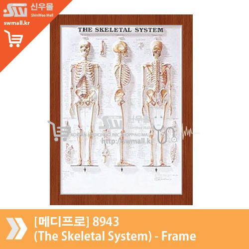 [메디프로]8943(The Skeletal System)