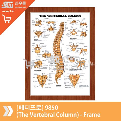 [메디프로]9850(The Vertebral Column)