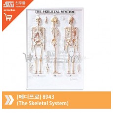 [메디프로]8943(The Skeletal System)